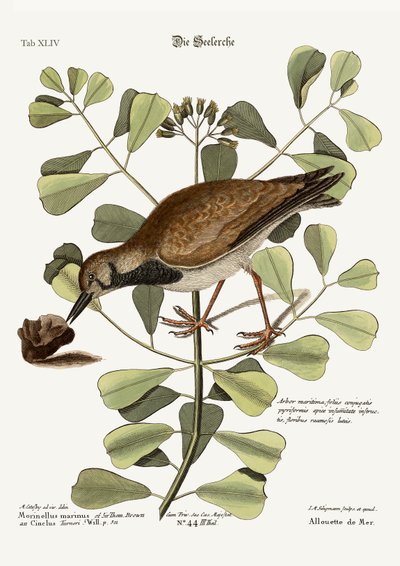The Turn-Stone or Sea-Dottrel by Mark Catesby